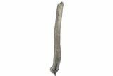 Fossil Sauropod Rib Section with Metal Stand - Colorado #339994-3